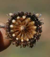 Cephalophyllum curtophyllum