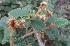 Pomaderris eriocephala