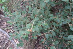 Pomaderris eriocephala