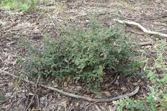 Pomaderris eriocephala