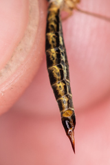 Nephrotoma tenuipes