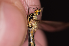 Nephrotoma tenuipes