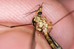 Nephrotoma tenuipes
