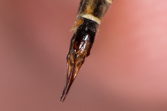 Nephrotoma tenuipes