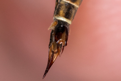 Nephrotoma tenuipes