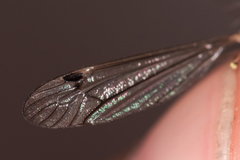 Nephrotoma tenuipes