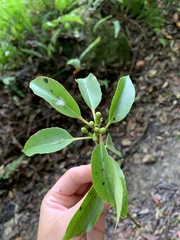 Schima superba superba