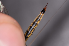Nephrotoma tenuipes