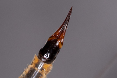 Nephrotoma tenuipes