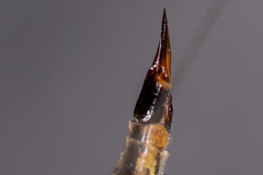 Nephrotoma tenuipes
