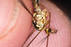 Nephrotoma tenuipes
