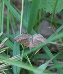 Scotopteryx