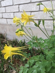 Aquilegia longissima