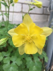 Aquilegia longissima
