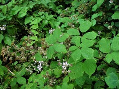 Rubus rubritinctus
