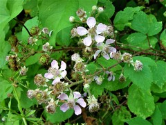 Rubus rubritinctus
