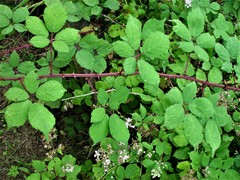 Rubus rubritinctus