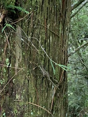 Dendrobium falconeri