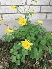 Aquilegia longissima