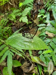 Pseudohaetera hypaesia