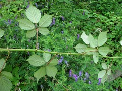Rubus rubritinctus