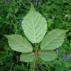 Rubus rubritinctus