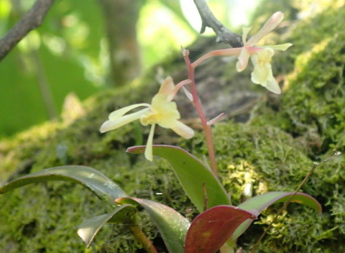 Epidendrum conopseum, photograph 5
