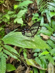 Pseudohaetera hypaesia