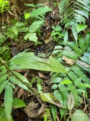 Pseudohaetera hypaesia