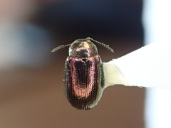 Phratora purpurea