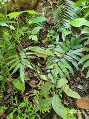 Pseudohaetera hypaesia