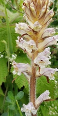 Orobanche picridis