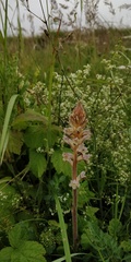 Orobanche picridis