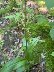 Platanthera grandiflora