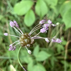 Allium carinatum