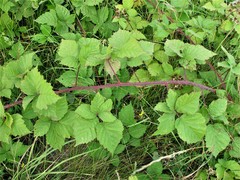 Rubus latifolius