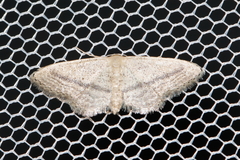Idaea mediaria