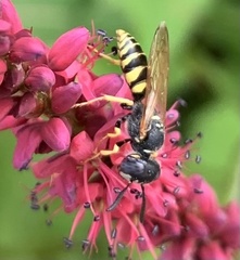 Philanthus triangulum