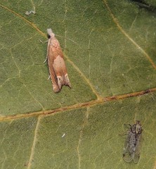 Eucosma conterminana