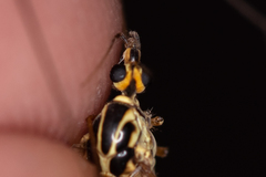 Nephrotoma tenuipes