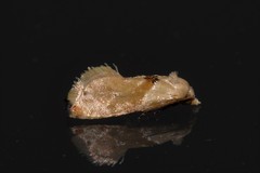 Eupoecilia acrographa