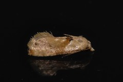 Eupoecilia acrographa