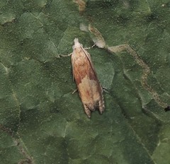 Eucosma conterminana