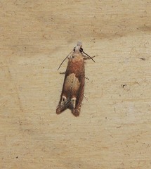 Eucosma conterminana