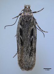 Gelechia sabinellus