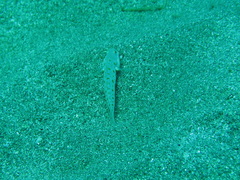 Valenciennea puellaris