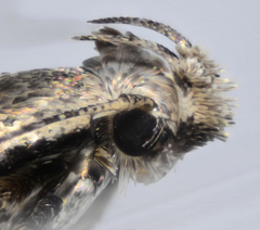 Gelechia sabinellus