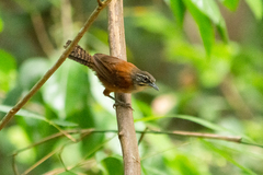 Pheugopedius genibarbis