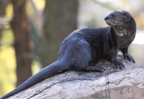 Spotted-necked Otter