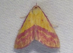 Phytometra rhodarialis